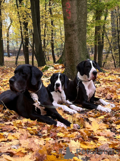 Фото №4. Продажа немецкого дога в Бишкеке из питомника - цена договорная