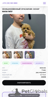 Фото №2 к объявлению №160086 о продаже мальтипу - купить в Беларуси из питомника