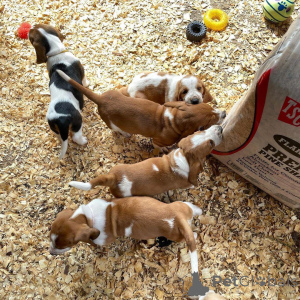 Фото №1. бассет-хаунд - купить в Байериш-Айзенштайне за договорная. Объявление №167557