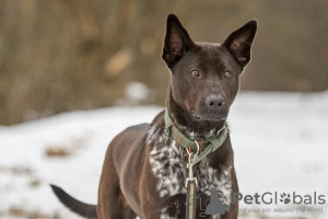 Фото №4. Продажа  в Москва частное объявление - цена Бесплатно