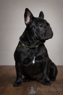 Фото №2 к объявлению №161460 о продаже французского бульдога - купить в Австрии частное объявление