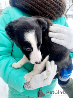 Фото №1. беспородная - купить в Минске за Бесплатно. Объявление №165470