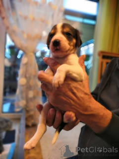 Фото №2 к объявлению №166243 о продаже русскую гончую - купить в Германии заводчик