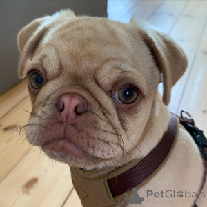 Фото №2 к объявлению №136831 о продаже  - купить в Швейцарии заводчик