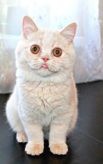 Фото №3. Продаются кудрявые котята. Россия
