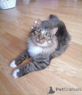 Фото №3. Харизматичный Тайгер. Беларусь