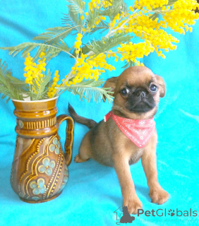 Фото №2 к объявлению №165636 о продаже пти-брабансона - купить в России частное объявление