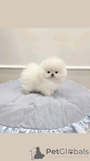 Фото №2 к объявлению №164991 о продаже померанского шпица - купить в Финляндии частное объявление, заводчик