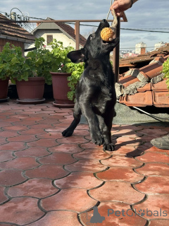 Фото №3. Рабочие собаки породы немецкая овчарка..  Сербия