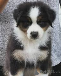 Фото №3. Те кооп для щенков австралийского гердера.  Бельгия