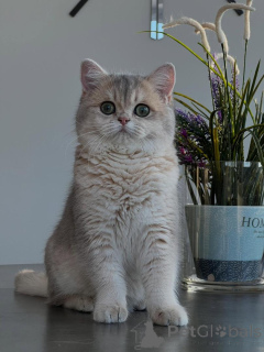 Фото №1. шиншилла кошка - купить в Лейпциг за договорная. Объявление №166818