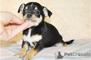 Фото №3. Adorable Chihuahua Puppies for free adoption.  Германия