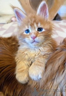 Фото №2 к объявлению №166814 о продаже мейн-кун - купить в Бельгии заводчик