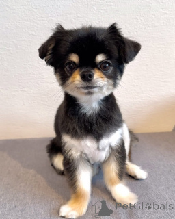 Фото №1. чихуахуа - купить в Мюнхене за 37107₽. Объявление №157290