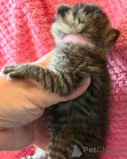 Фото №3. Мои прекрасные бенгальские котят для усыновления и переосмысления. Германия