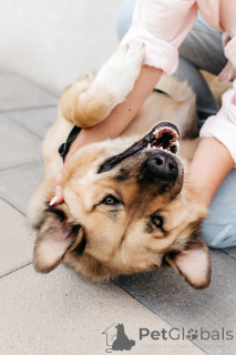 Фото №4. Продажа беспородную в Москве реке  - цена Бесплатно