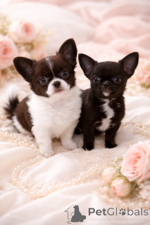 Фото №3. Чёрная VIP жемчужинка!.  Украина