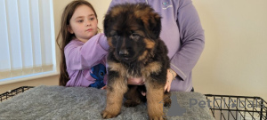 Фото №2 к объявлению №159369 о продаже немецкую овчарку - купить в США частное объявление