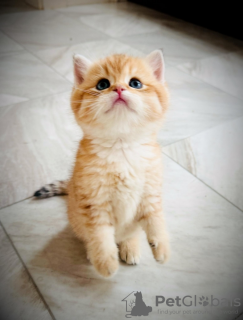 Фото №3. Британский длинный зал. Франция