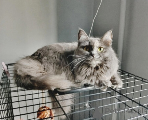 Фото №1.  - купить в Самаре за Бесплатно. Объявление №153453