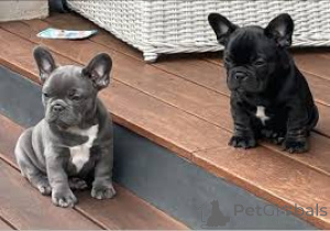 Фото №3. Французский бульдог Welpen zu verkaufen.  Австрия