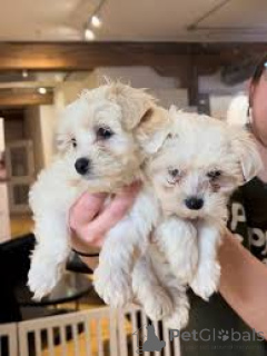 Фото №1. бишон фризе - купить в Париже за 44934₽. Объявление №160948