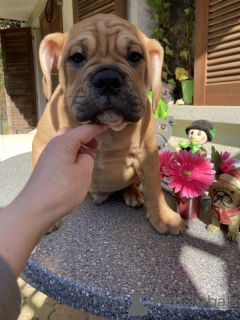 Фото №2 к объявлению №167374 о продаже американского бульдога - купить в Финляндии частное объявление