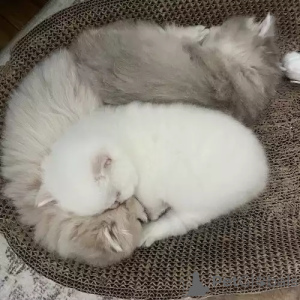 Фото №2 к объявлению №167256 о продаже британская короткошёрстная - купить в Германии частное объявление