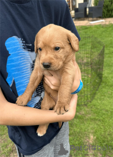 Фото №2 к объявлению №153470 о продаже лабрадудля - купить в Германии 