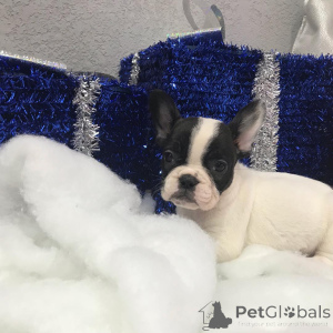 Фото №2 к объявлению №149978 о продаже йоркширского терьера - купить в США частное объявление, из питомника, из приюта, заводчик