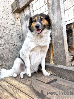 Фото №1. беспородная - купить в Липецке за Бесплатно. Объявление №154360