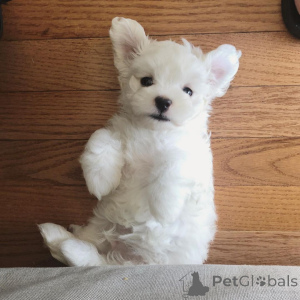 Фото №2 к объявлению №136905 о продаже лхасского апсо - купить в Швейцарии 