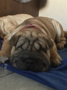 Дополнительные фото: 3 szczenięta Shar Pei na sprzedaż