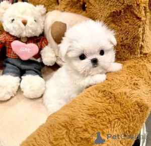 Фото №2 к объявлению №163385 о продаже мальтийскую болонку - купить в Польше заводчик