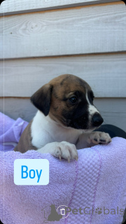 Фото №2 к объявлению №143907 о продаже бигля - купить в России частное объявление