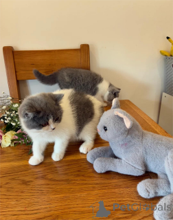 Фото №1. британская короткошёрстная - купить в Будапешт за 32468₽. Объявление №153214