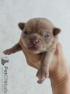 Фото №2 к объявлению №81112 о продаже  - купить в России частное объявление