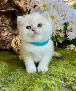 Фото №1. манчкин - купить в Байройт за договорная. Объявление №162304