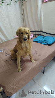 Фото №2 Услуга вязки золотистого ретривера. Цена договорная