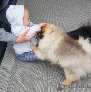 Фото №1. померанский шпиц - купить в Бремен за договорная. Объявление №167876