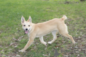 Фото №1. беспородная - купить в Москве реке за Бесплатно. Объявление №159004