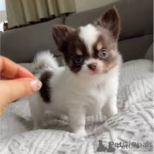 Фото №3. Teacup Chihuahua Puppies.  Германия