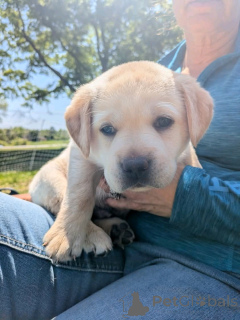 Фото №3. Labrador Retriever щенки для усыновления.  США