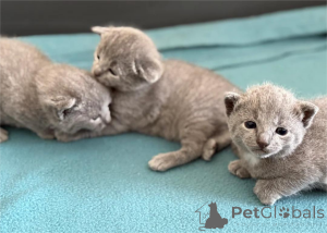 Фото №1. русская голубая - купить в Копенгаген за 32468₽. Объявление №151602