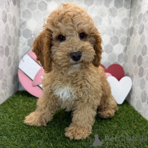 Фото №2 к объявлению №163936 о продаже  - купить в Великобритании частное объявление