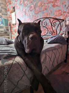 Фото №3. Предлагаем щенков Кане корсо.  Беларусь