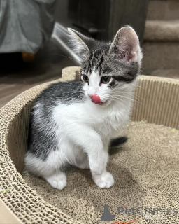 Фото №1. беспородная - купить в Мюнхене за 46384₽. Объявление №150617