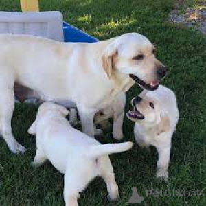 Фото №1. лабрадор-ретривер - купить в Брюсселе за 64937₽. Объявление №165232