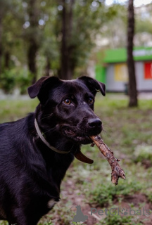 Фото №1. беспородная - купить в Московский за Бесплатно. Объявление №157436