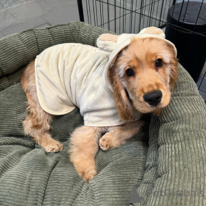 Фото №2 к объявлению №165206 о продаже английского кокер-спаниеля - купить в Бельгии заводчик